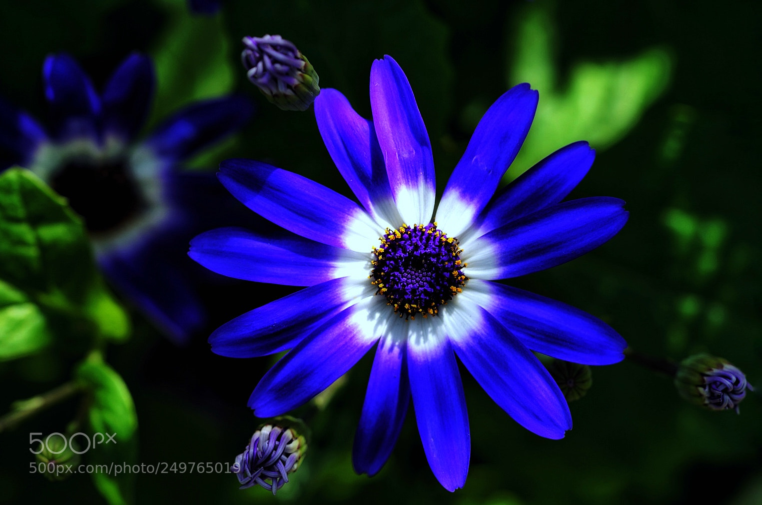 Sony a7 II sample photo. Blue flower photography