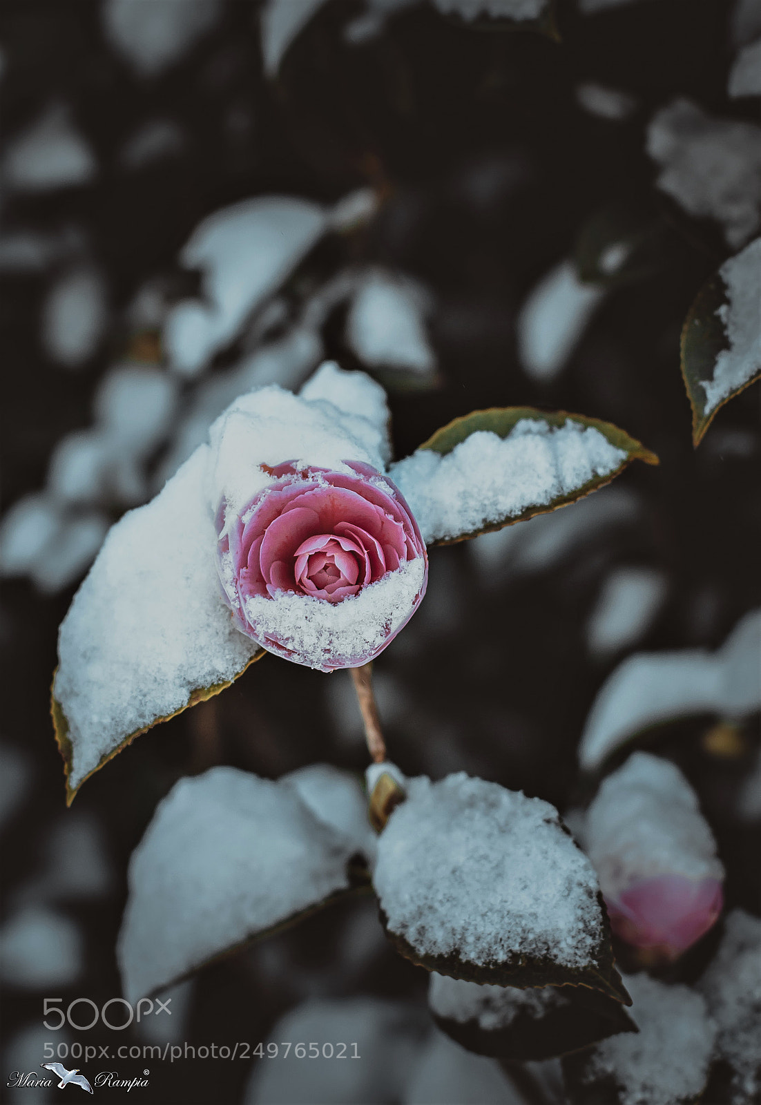 Canon EOS 70D sample photo. Camellia in the snow... photography