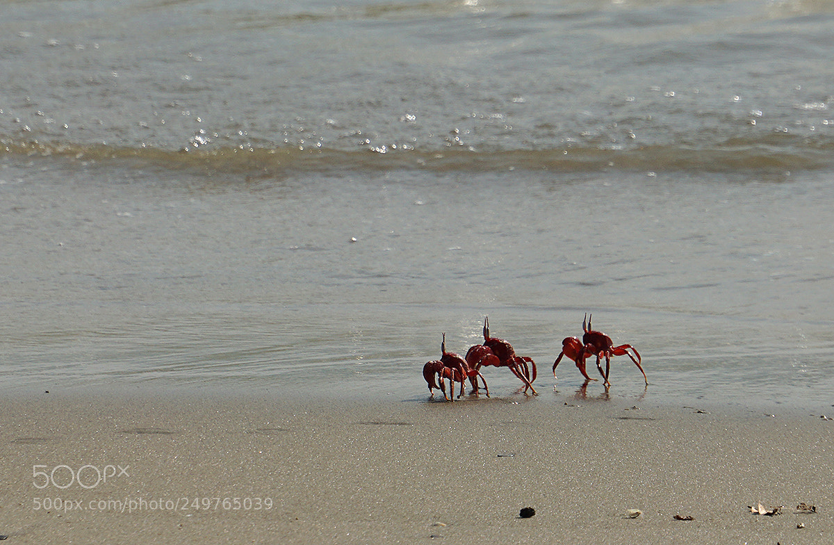 Sony a6000 sample photo. Crabs at cox's bazar photography