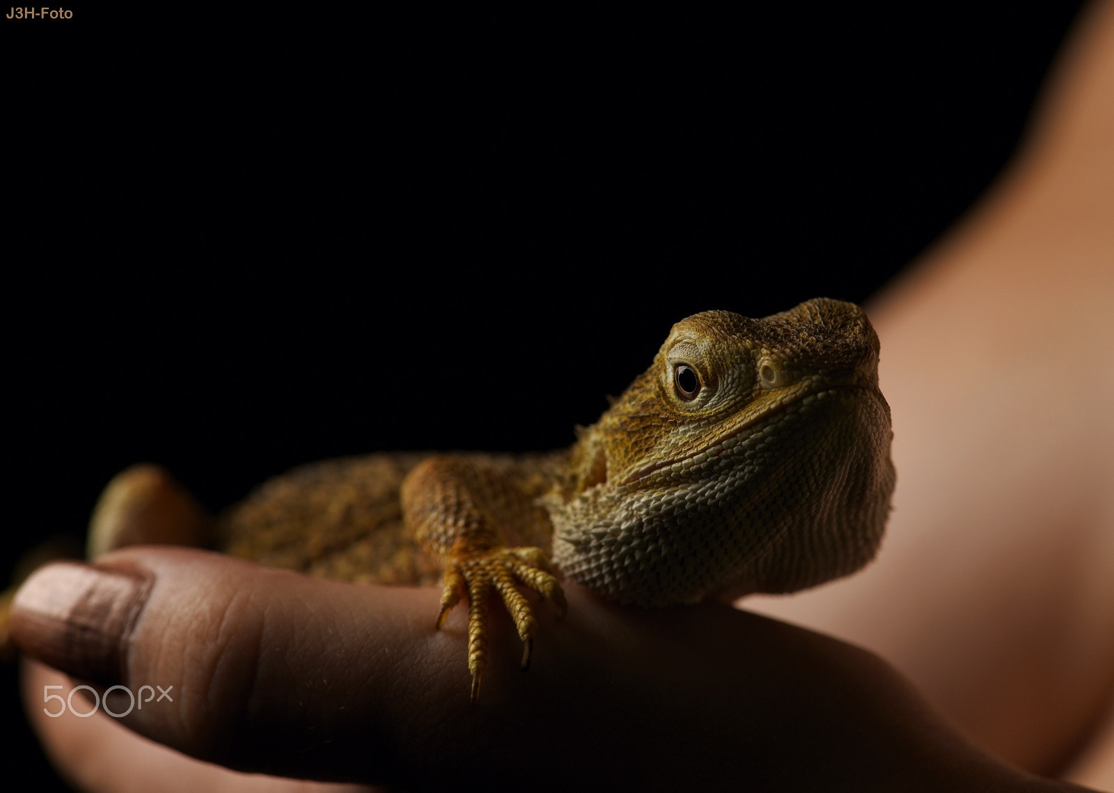 Nikon AF-S Micro-Nikkor 105mm F2.8G IF-ED VR sample photo. Looking at you - color photography