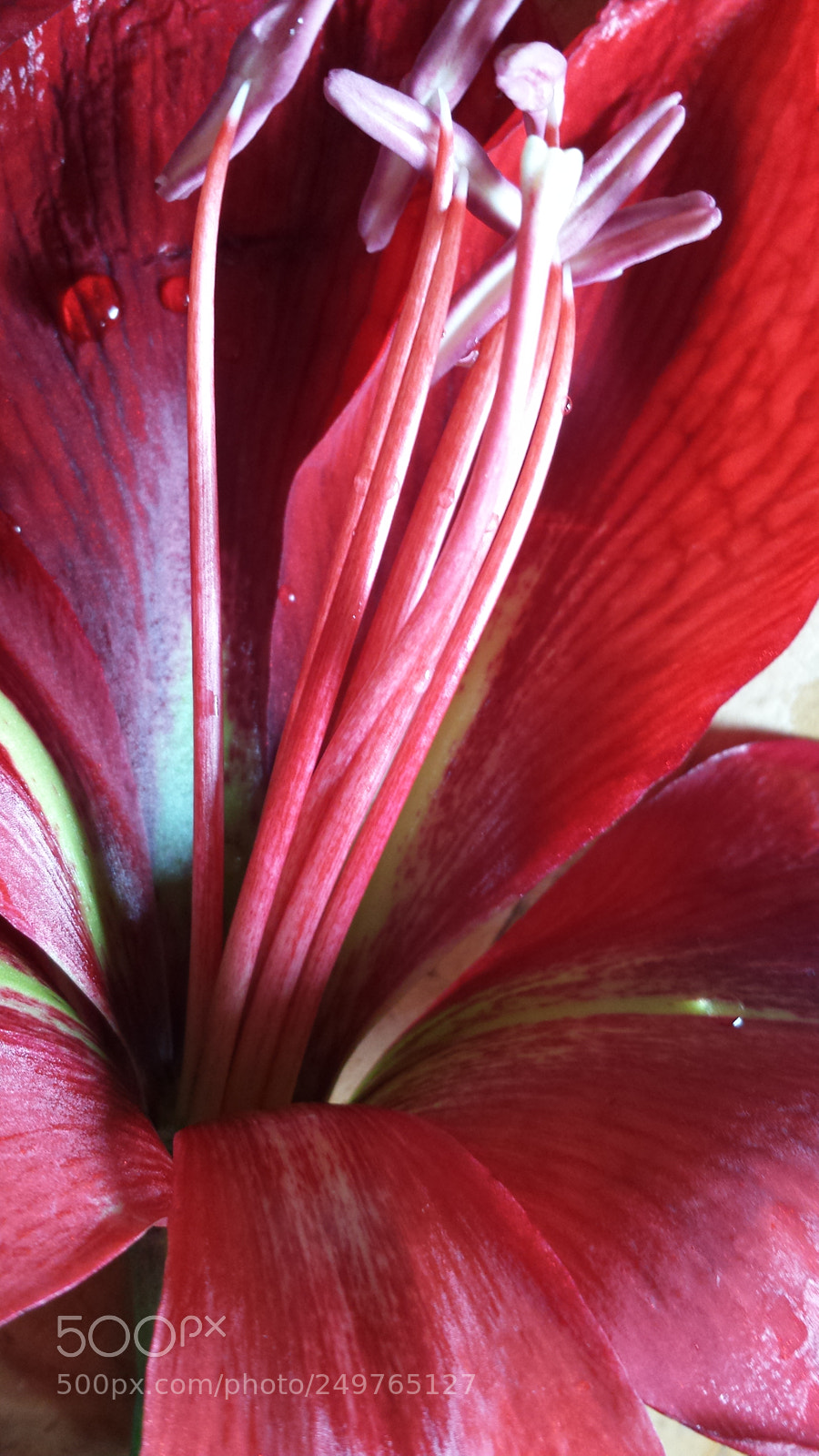 Samsung Galaxy S4 sample photo. Monet photography