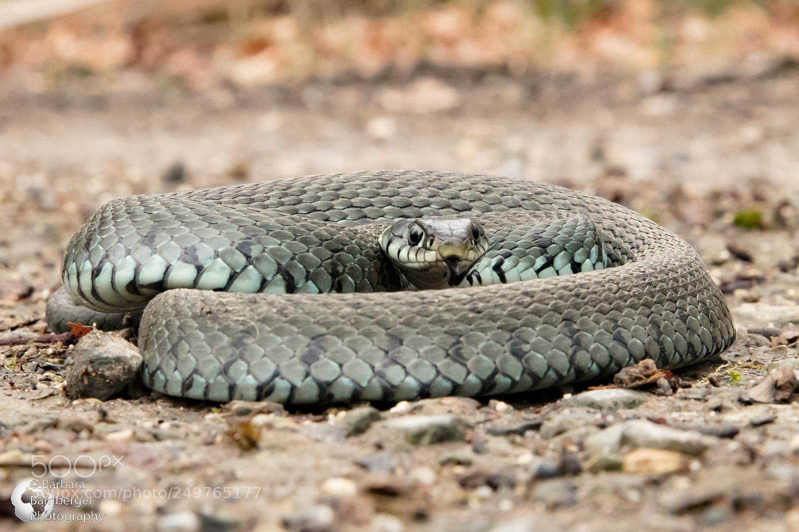 Canon EOS 5DS R sample photo. Snake photography