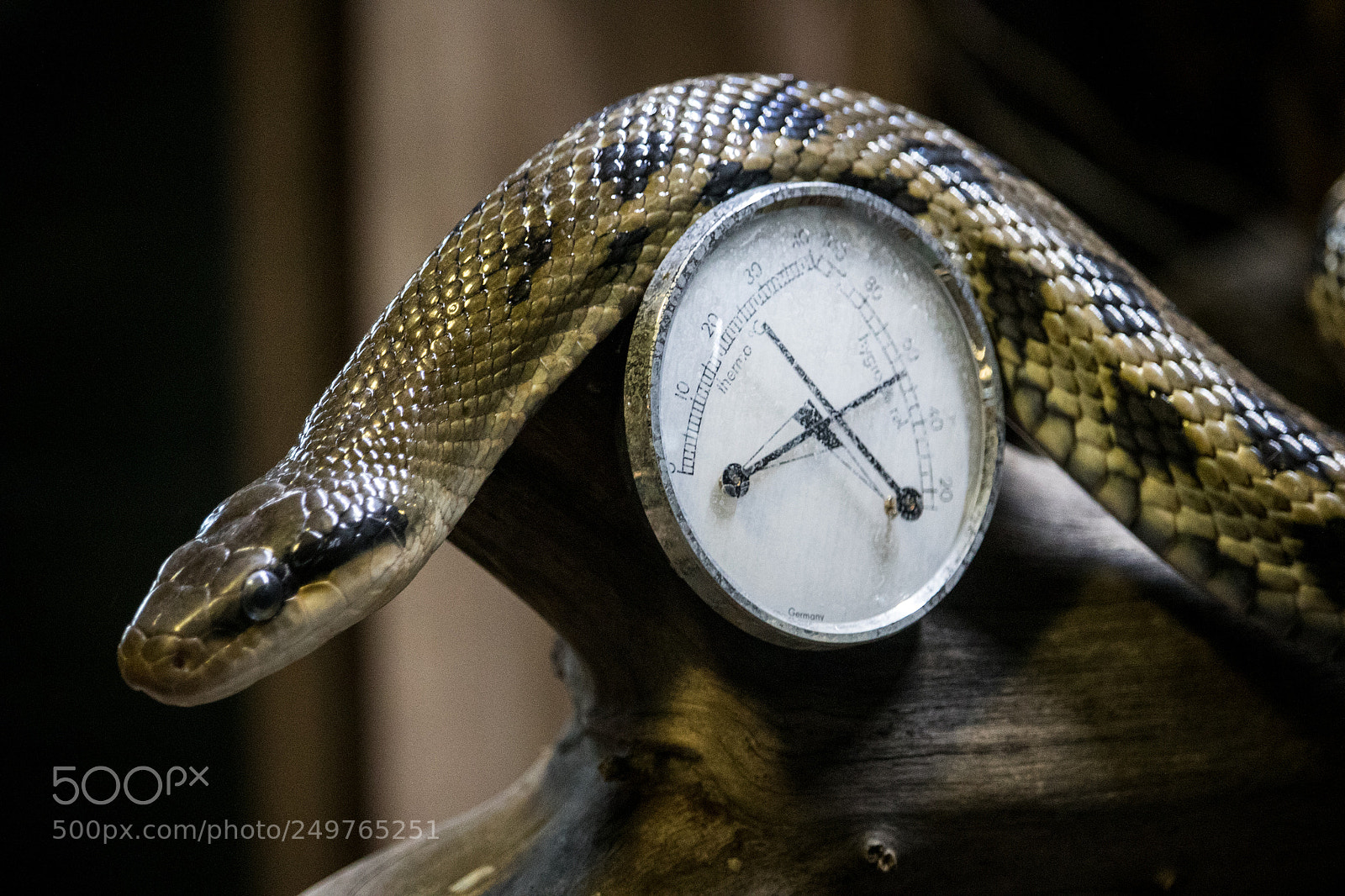 Canon EOS 7D Mark II sample photo. Braun snake photography