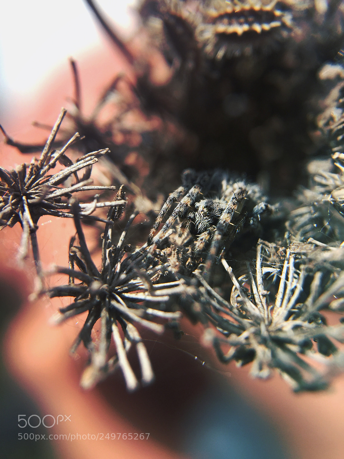 Apple iPhone 6 sample photo. Beautiful camouflaged spider waiting photography