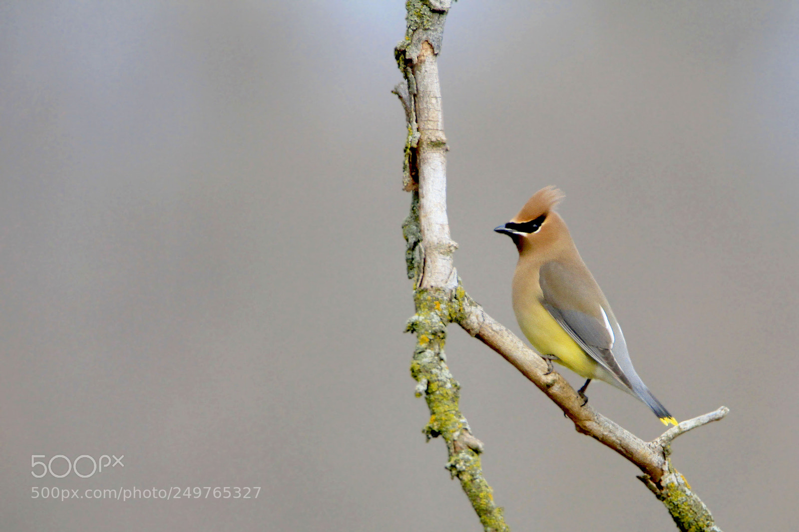 Canon EOS 7D sample photo. Cedar waxwing photography