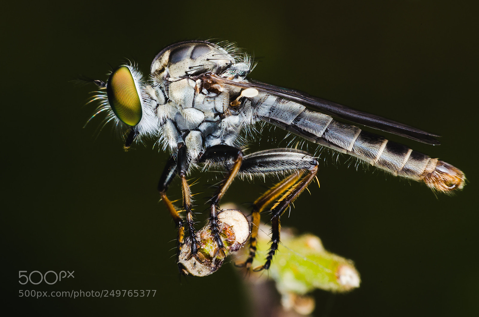 Nikon D5100 sample photo. Robber fly photography