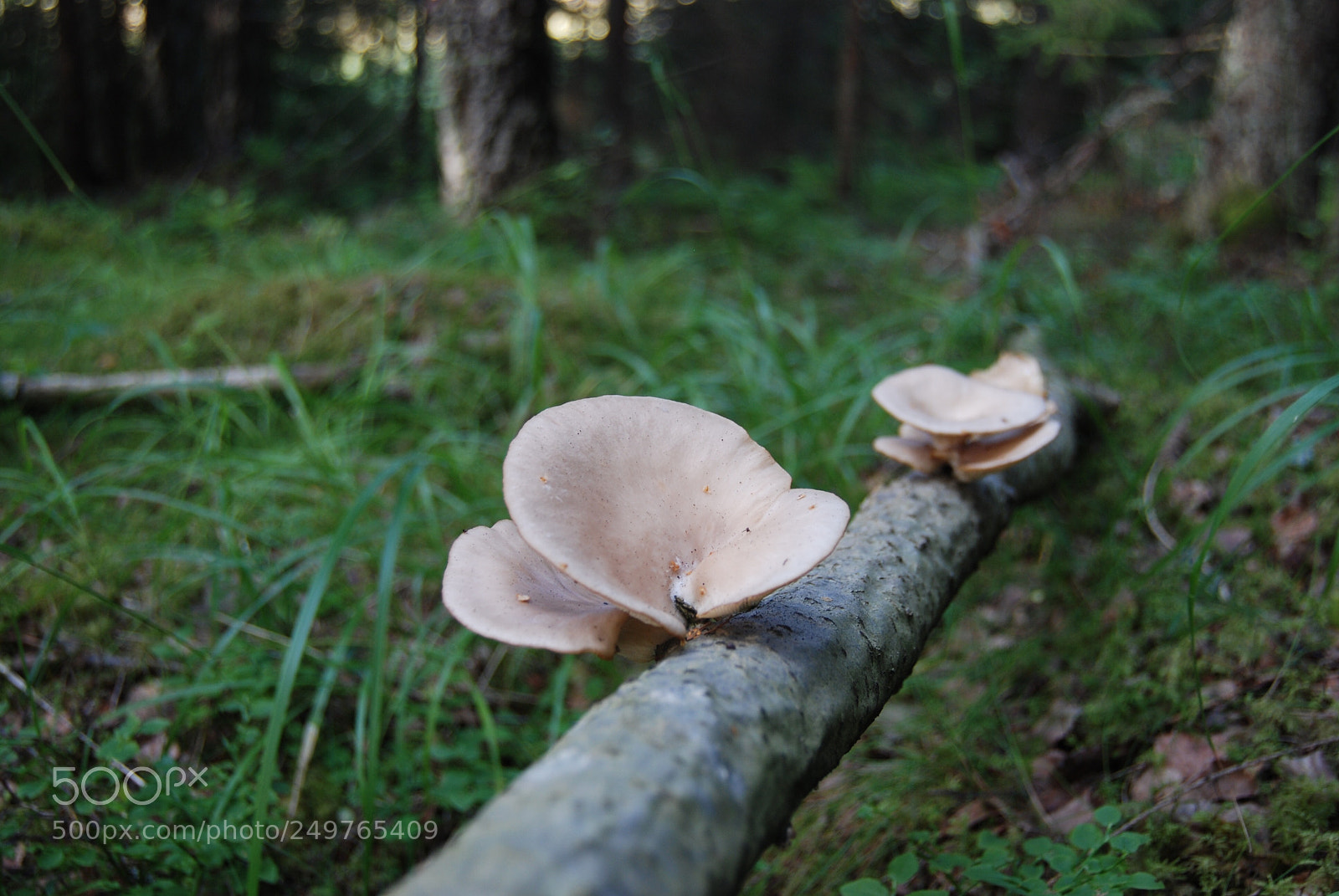 Nikon D80 sample photo. Treemushrooms photography