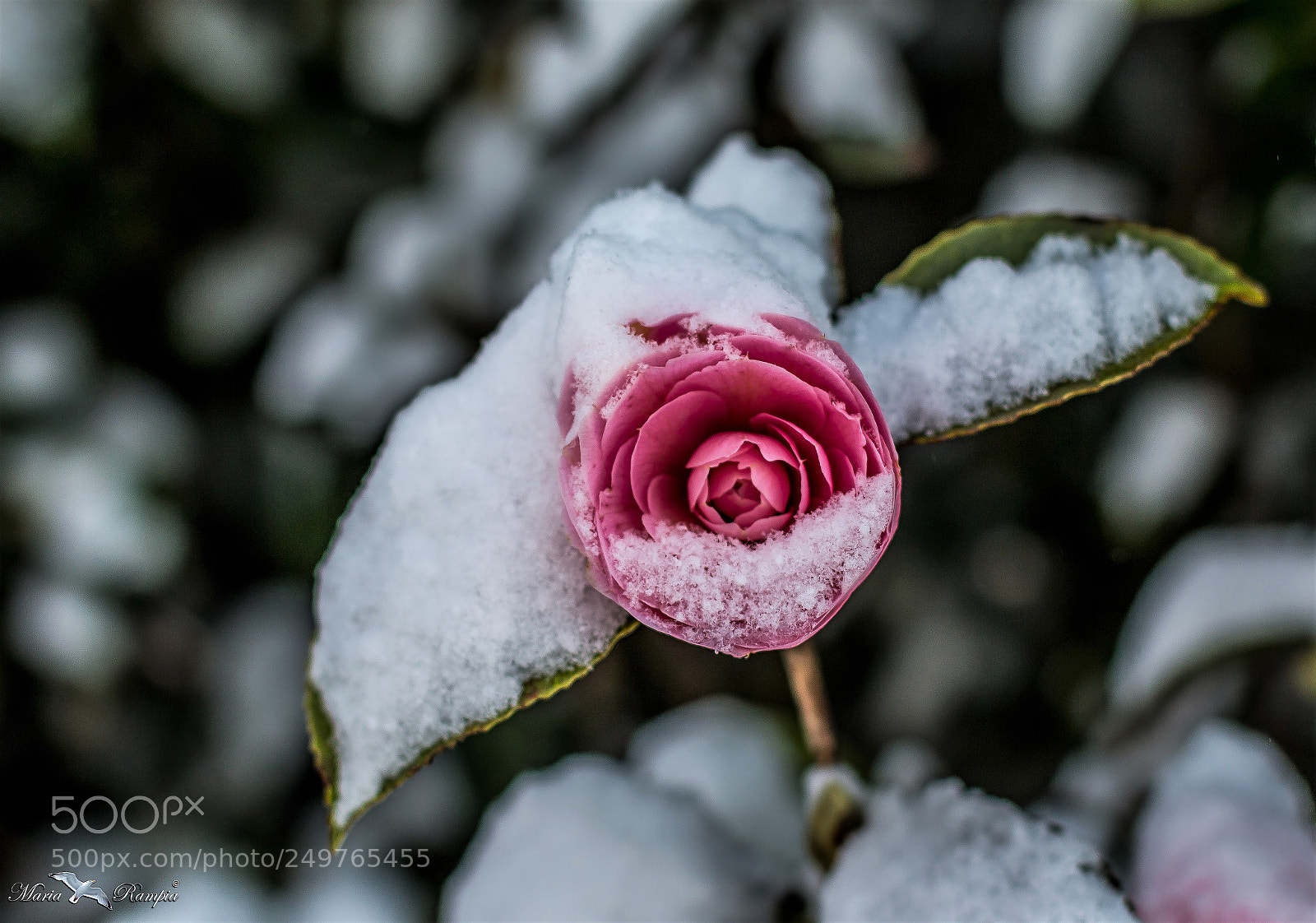Canon EOS 70D sample photo. Camellia in the frost photography