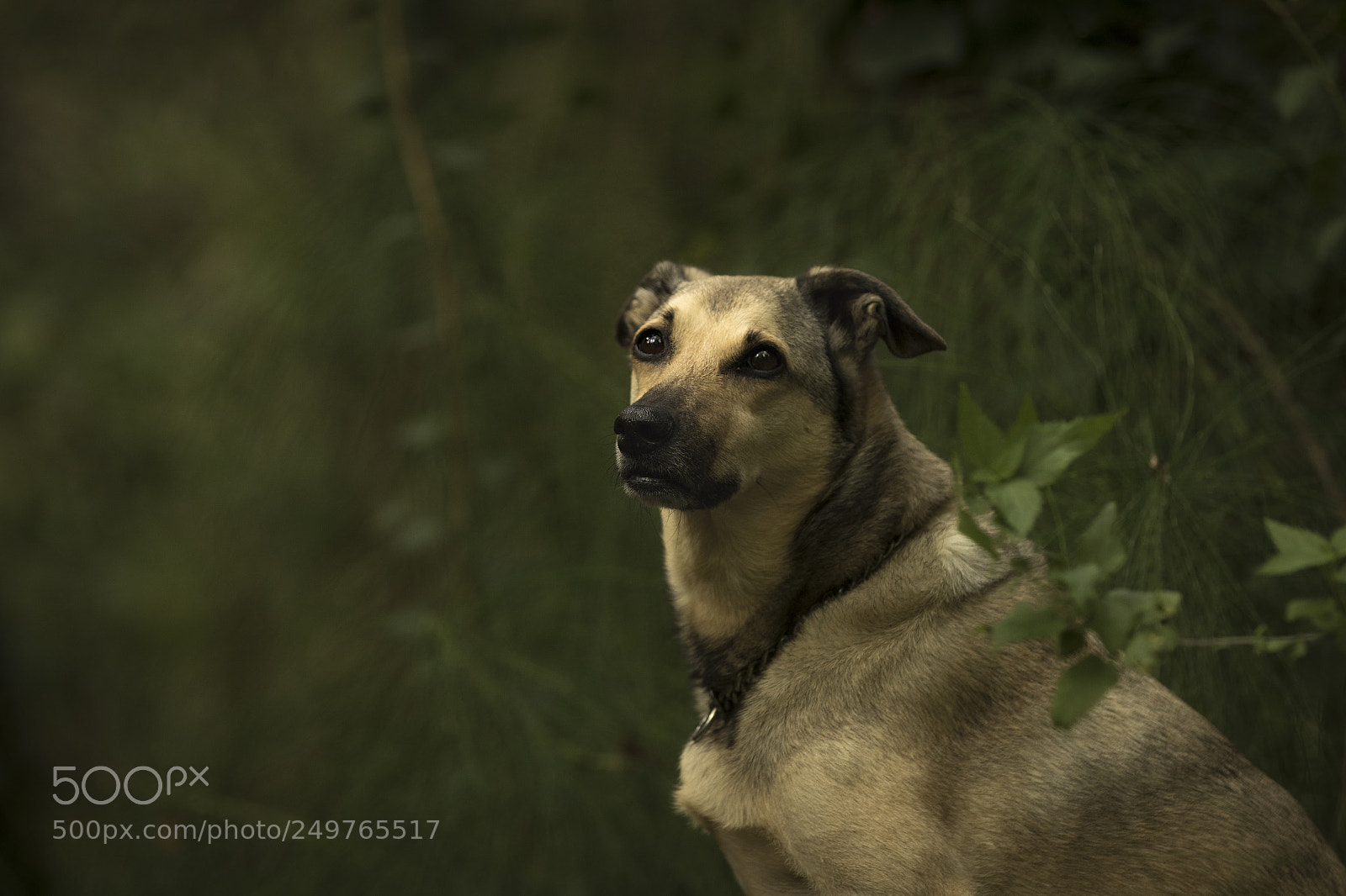 Canon EOS 7D Mark II sample photo. Tenerezza photography