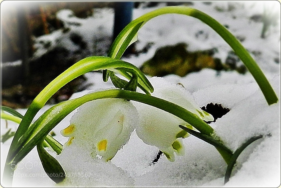Nikon Coolpix P500 sample photo. Snowdrops and snow photography