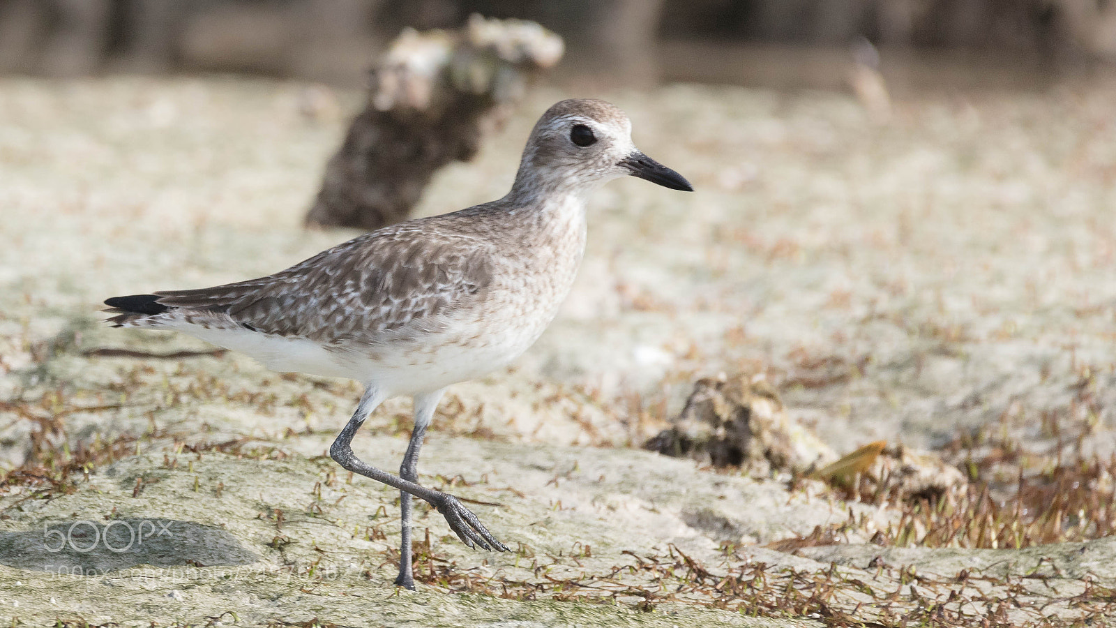 Canon EOS 5DS sample photo. Black-bellied plover photography