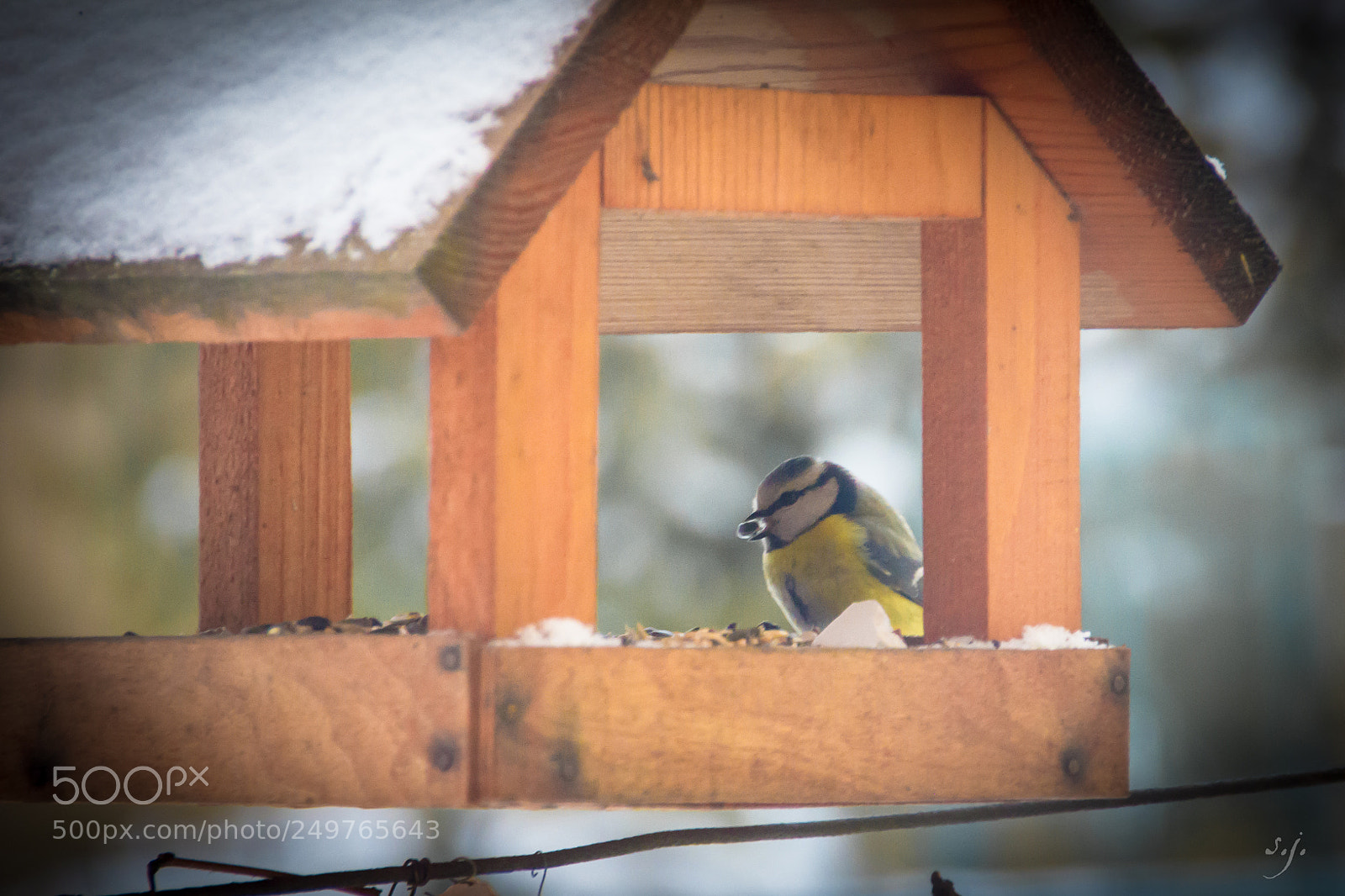 Canon EOS 550D (EOS Rebel T2i / EOS Kiss X4) sample photo. Cyanistes caeruleus photography