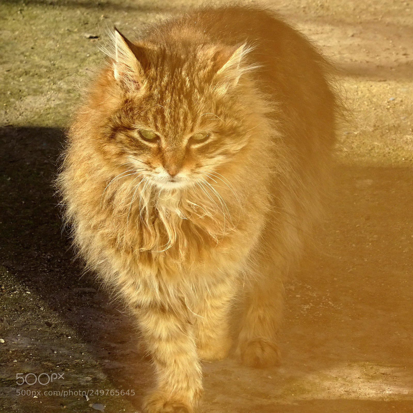 Sony DSC-HX60V sample photo. My cat photography