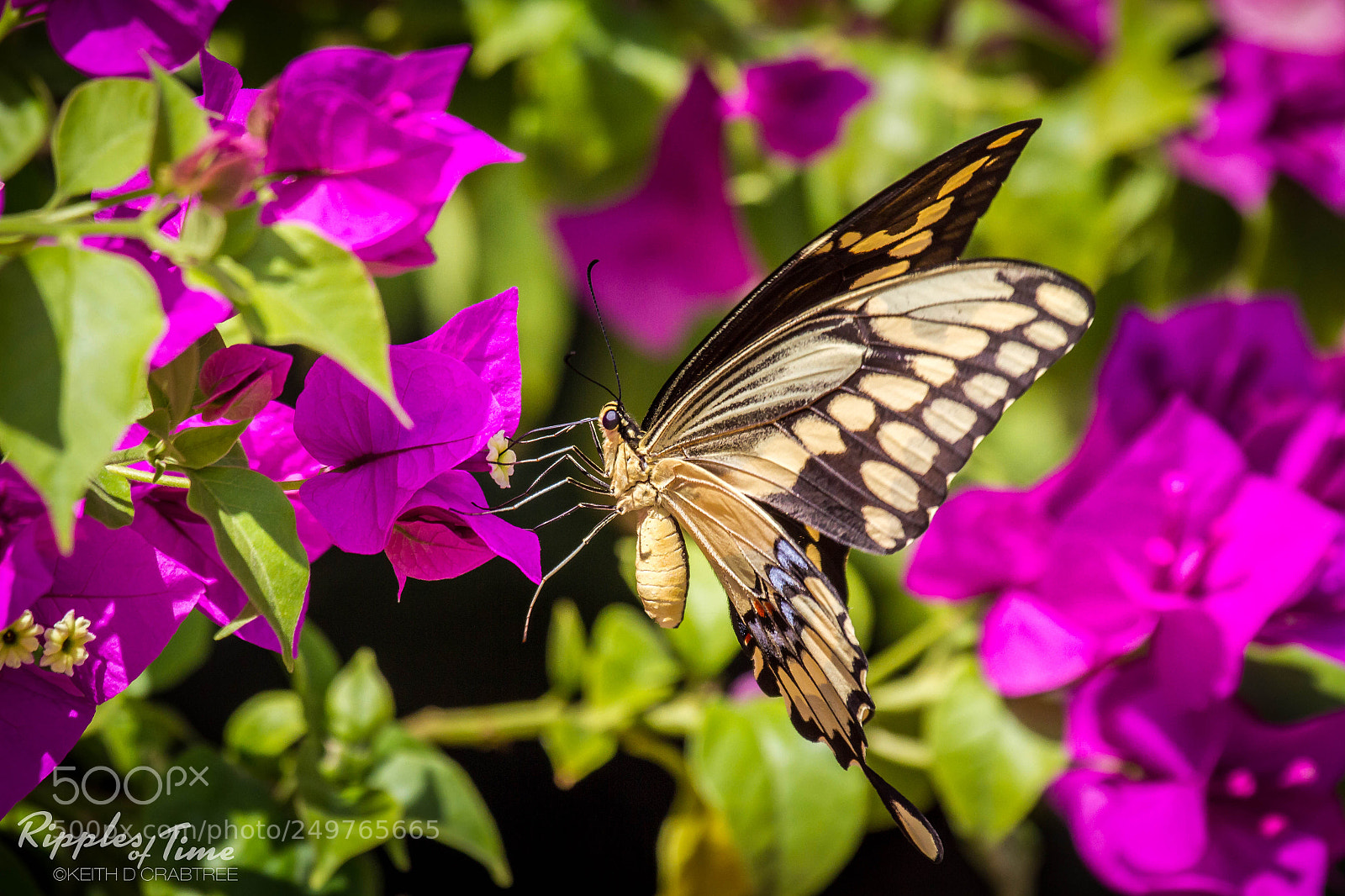 Canon EOS 7D sample photo. Swallowtail butterfly with pink 1 photography