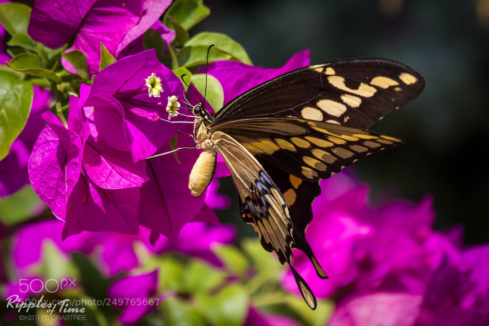Canon EOS 7D sample photo. Swallowtail butterfly with pink photography