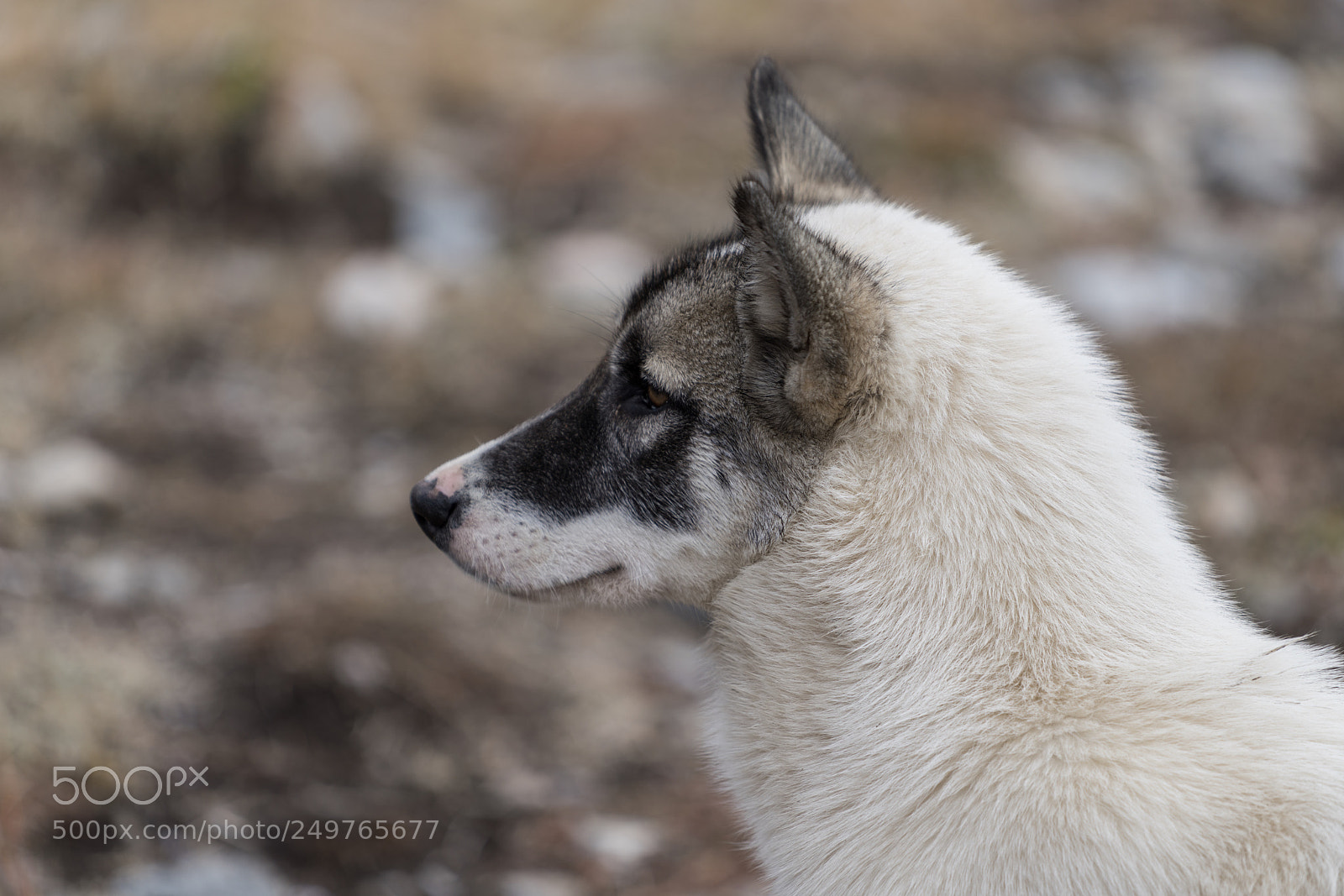 Sony a7R II sample photo. Uummannaq photography