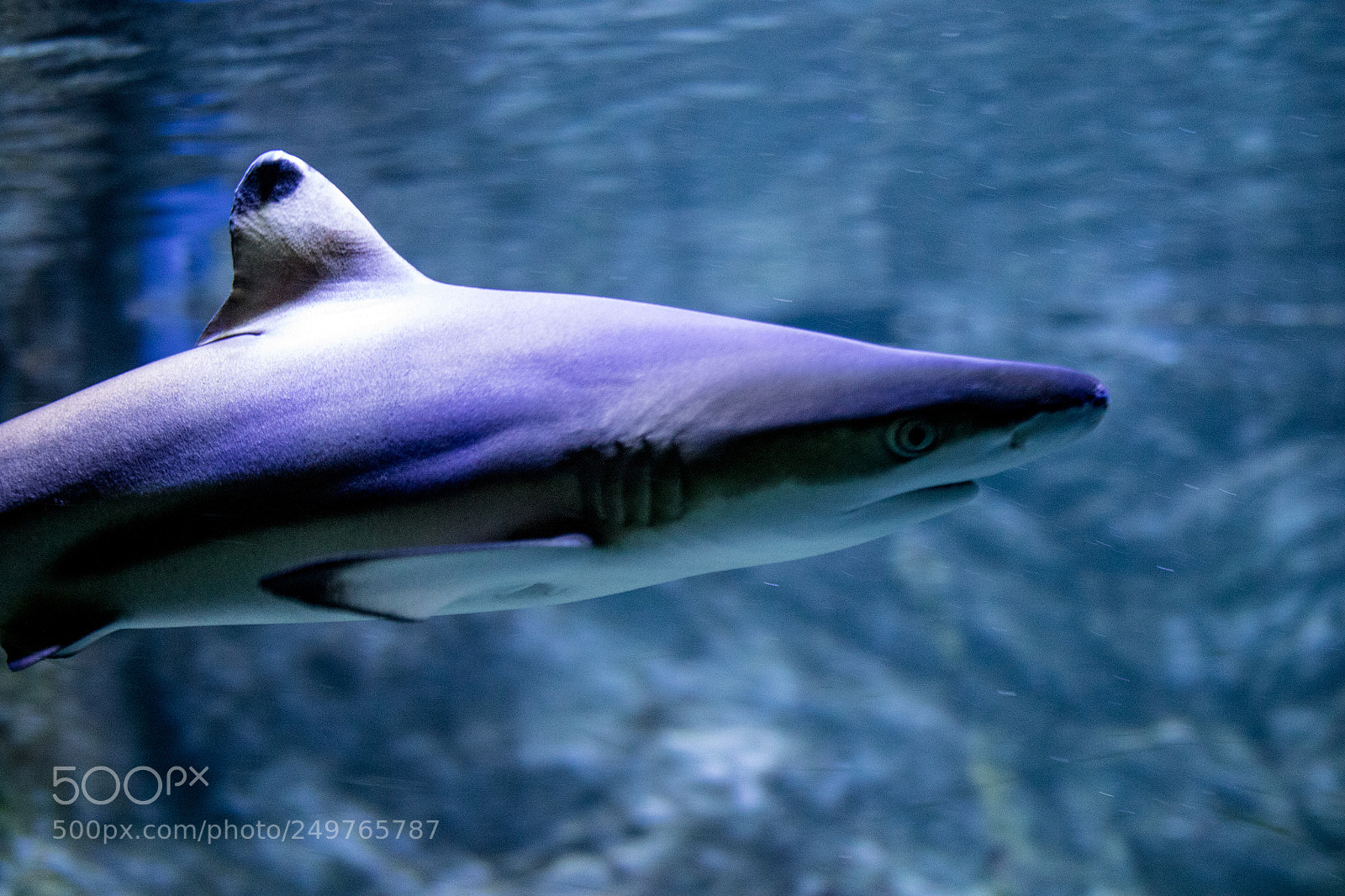 Canon EOS 7D Mark II sample photo. Shark in blue photography