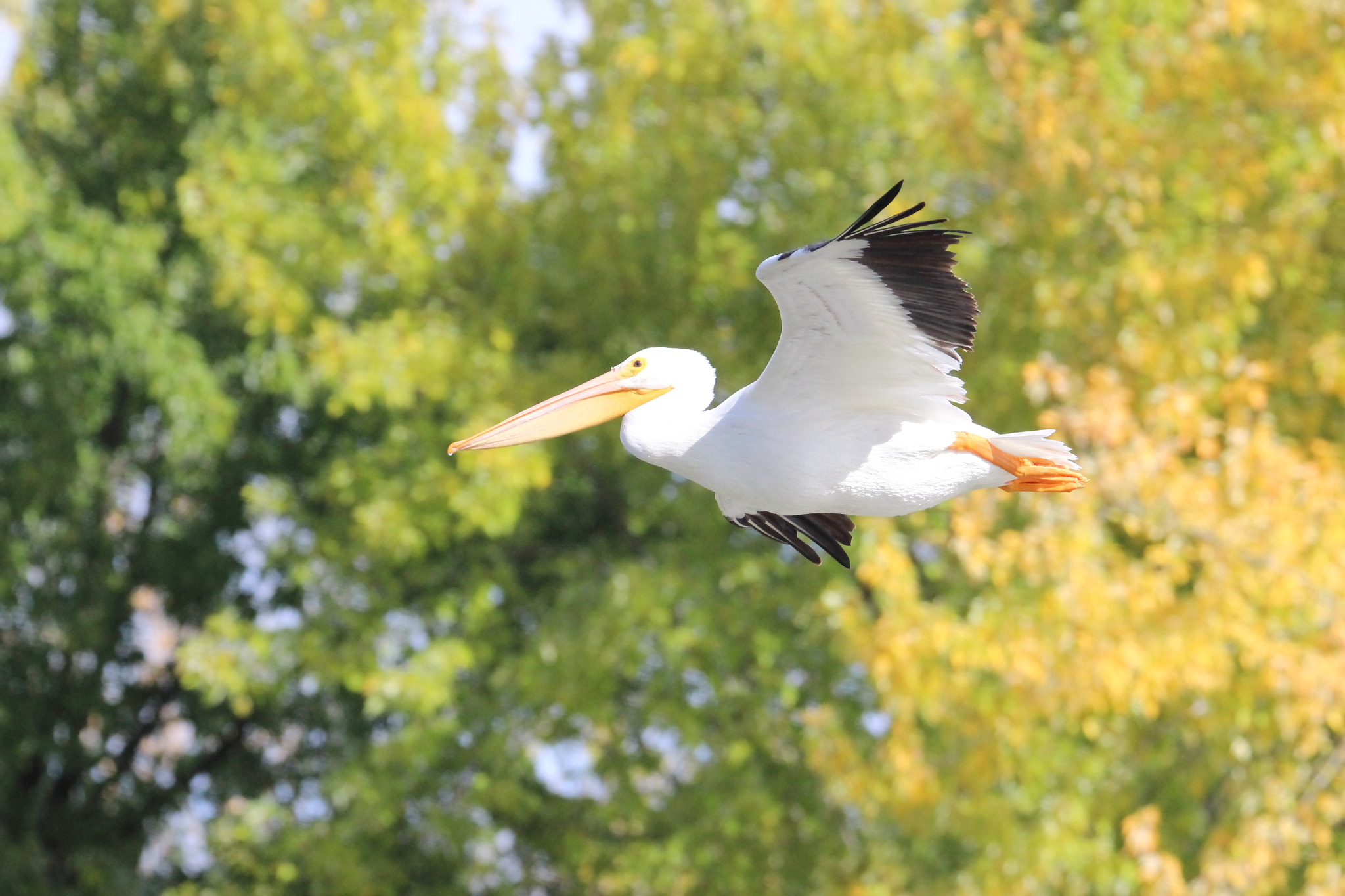 Tamron SP 150-600mm F5-6.3 Di VC USD sample photo. Feathers and foliage photography
