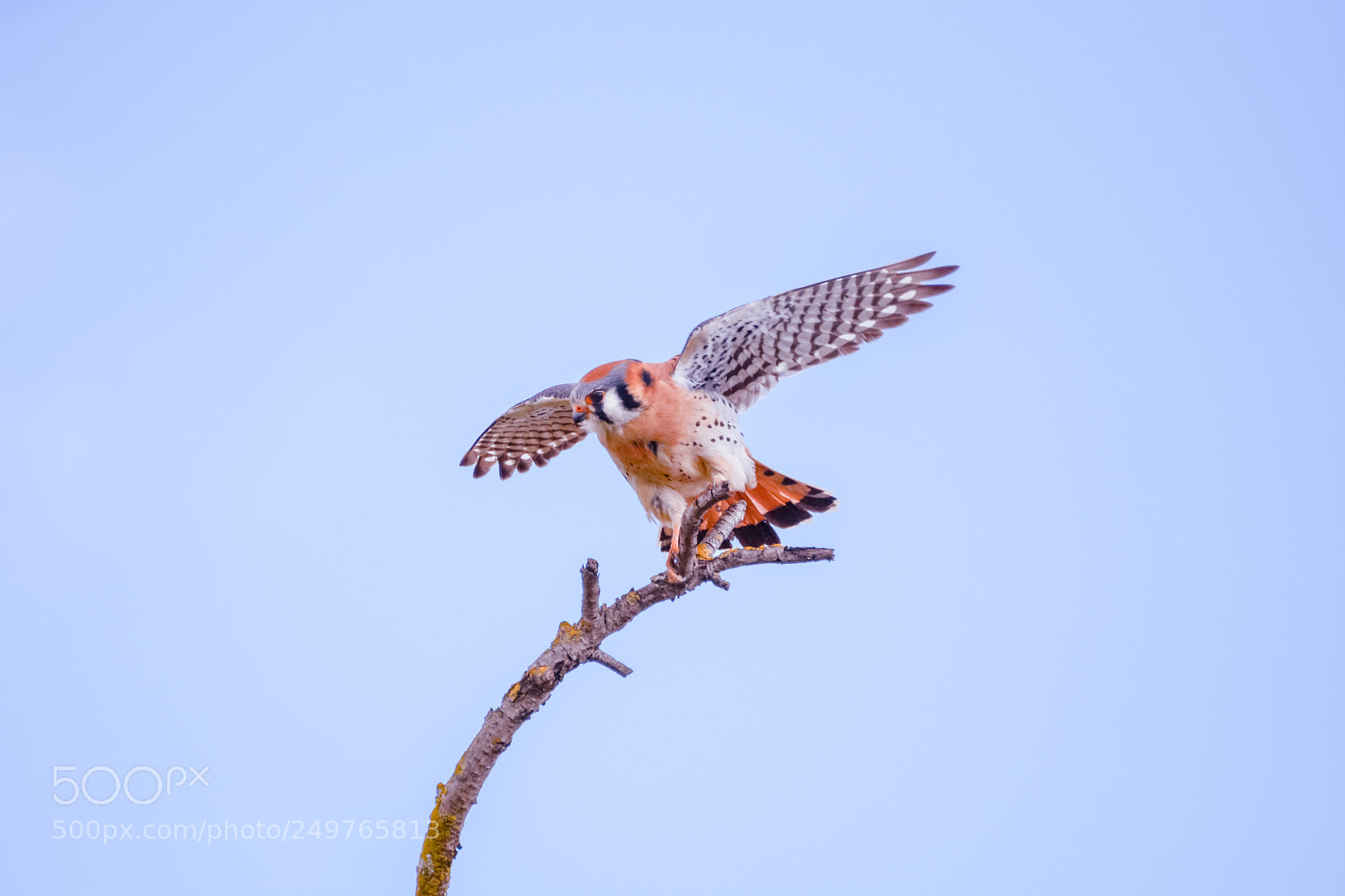 Nikon D5200 sample photo. American kestrel photography