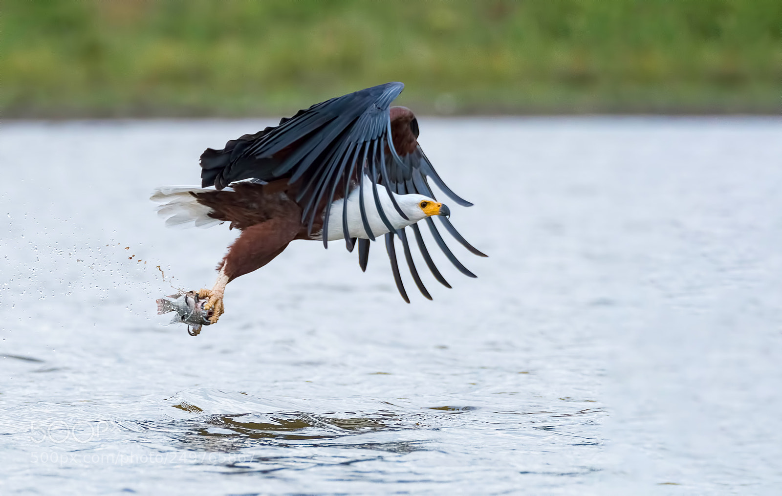 Nikon D500 sample photo. Fish eagle with fish photography