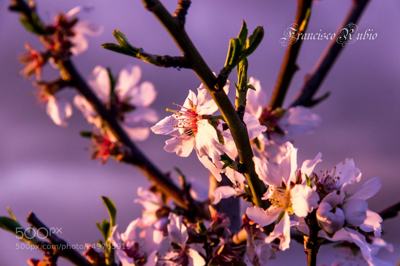 Canon EOS 600D (Rebel EOS T3i / EOS Kiss X5) sample photo. Almendro al atardecer photography