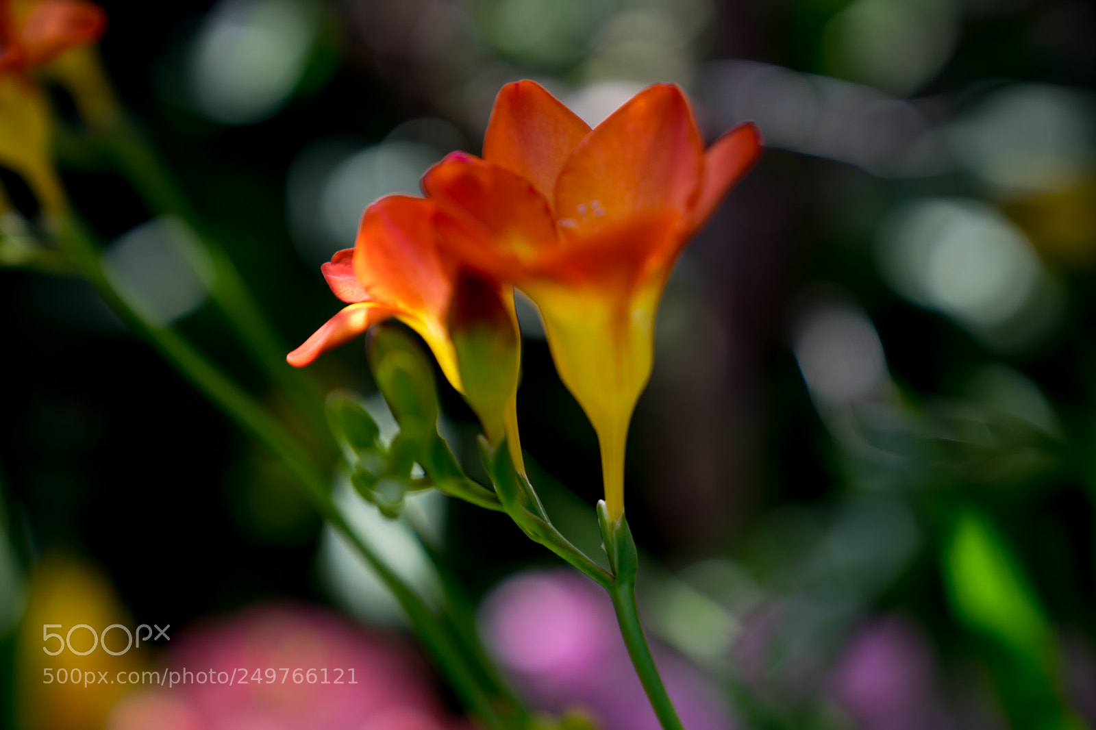 Sony a7 II sample photo. Untitled photography
