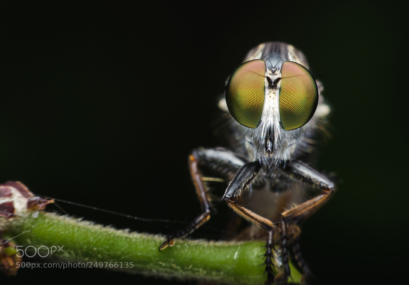 Nikon D5100 sample photo. Robber fly photography