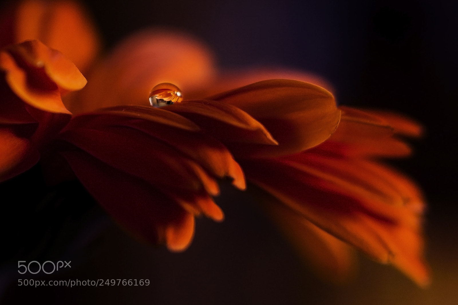 Nikon D7100 sample photo. Little drop photography