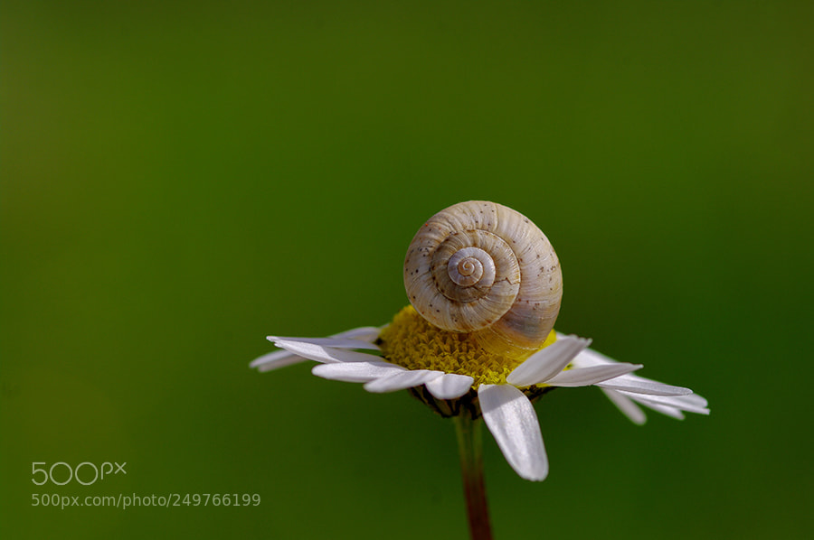 Pentax K20D sample photo. Snail photography
