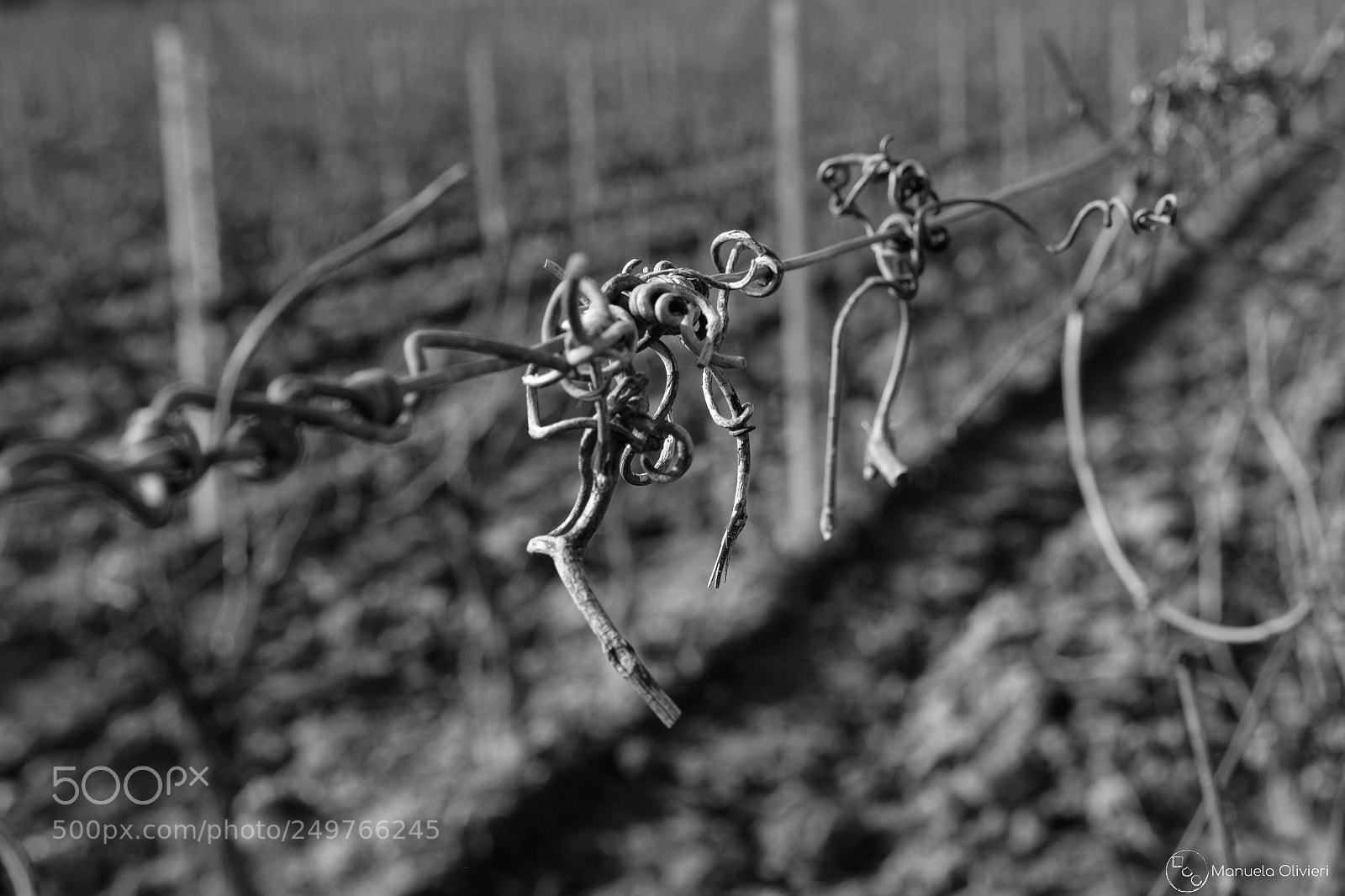 Fujifilm X-T1 sample photo. Vineyard, appodiato di montepulciano photography