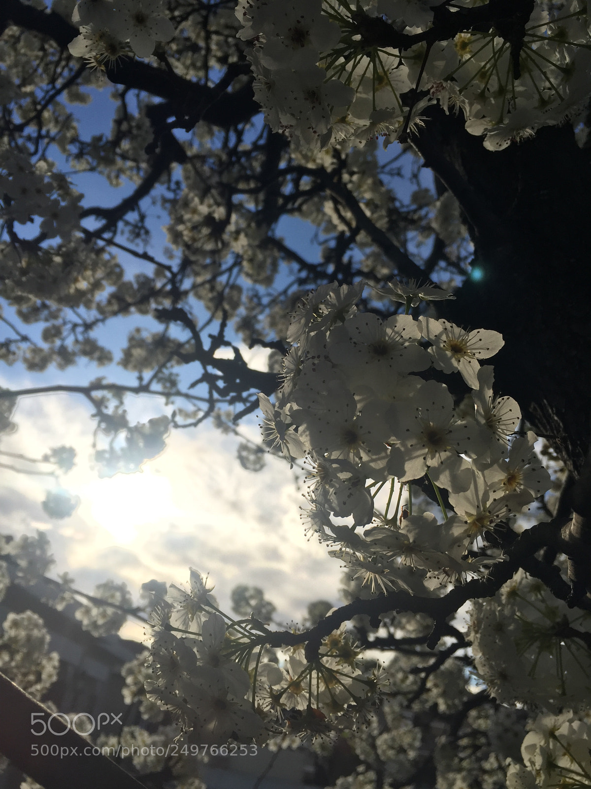 Apple iPhone 6 sample photo. Sunny days photography