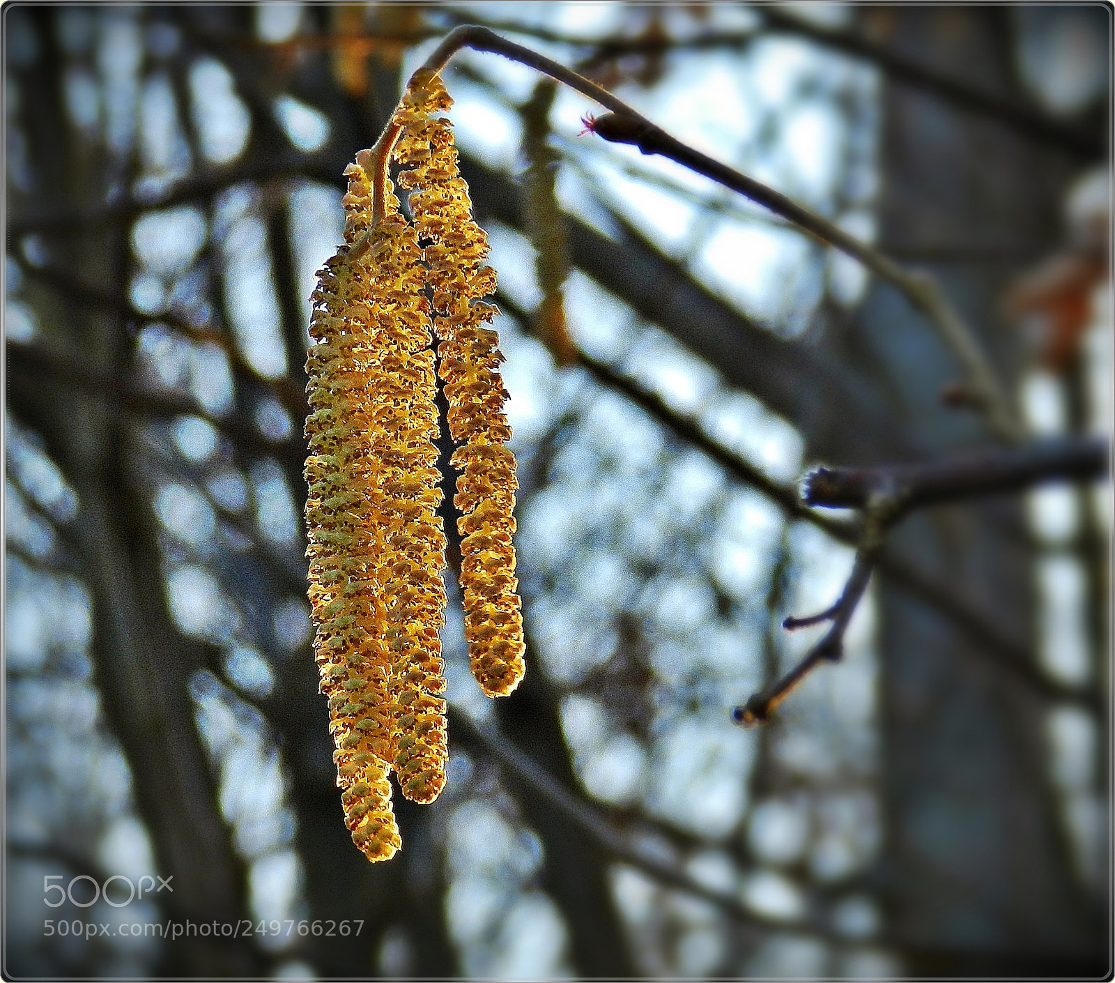 Nikon Coolpix P500 sample photo. First beauty photography