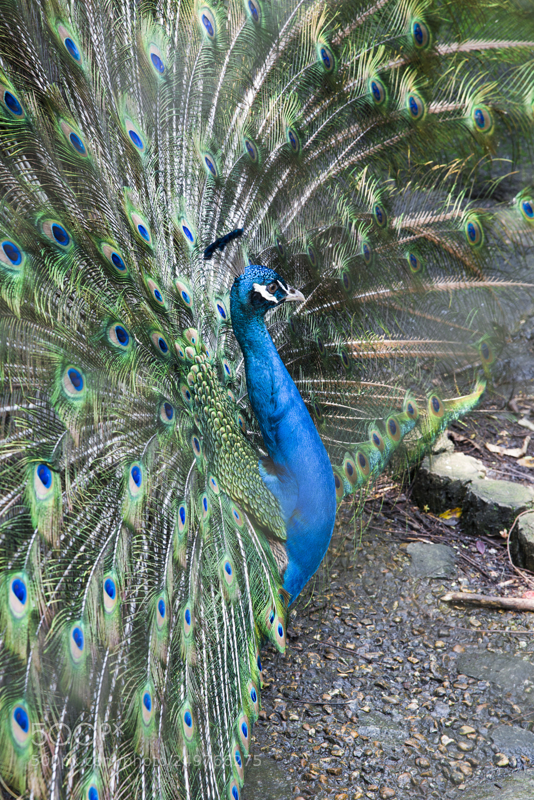 Nikon D750 sample photo. Peacock photography