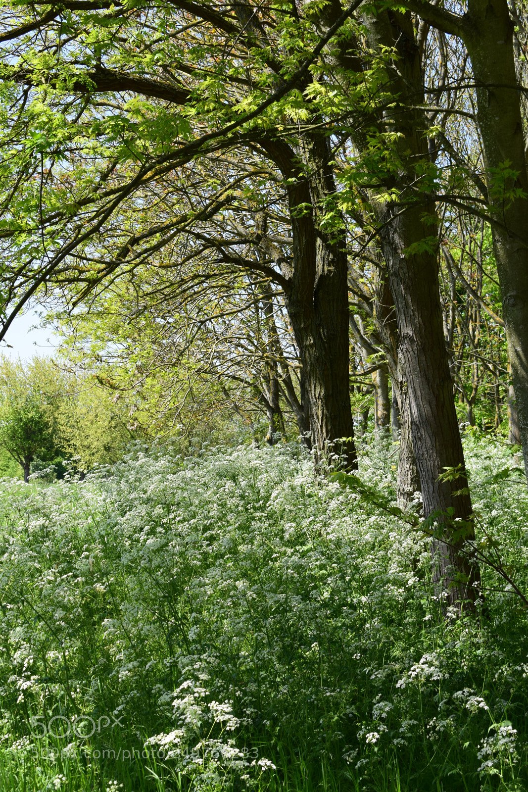 Nikon D3300 sample photo. Le printemps photography