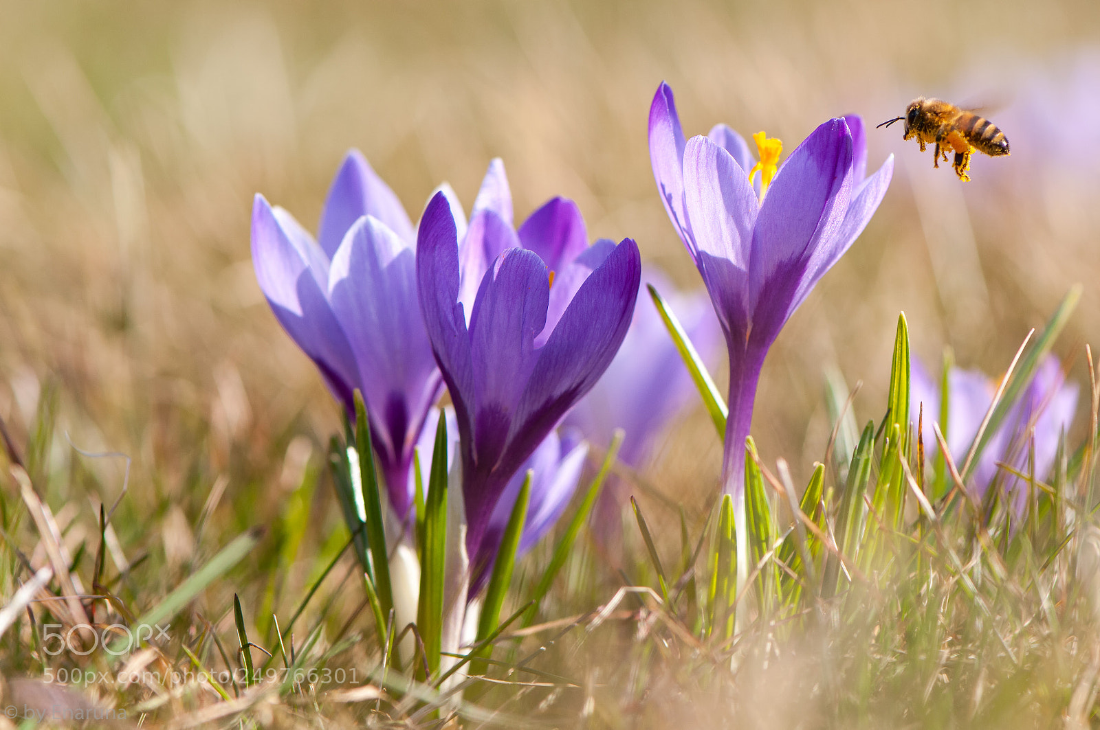 Nikon D300S sample photo. Wild crocuses photography