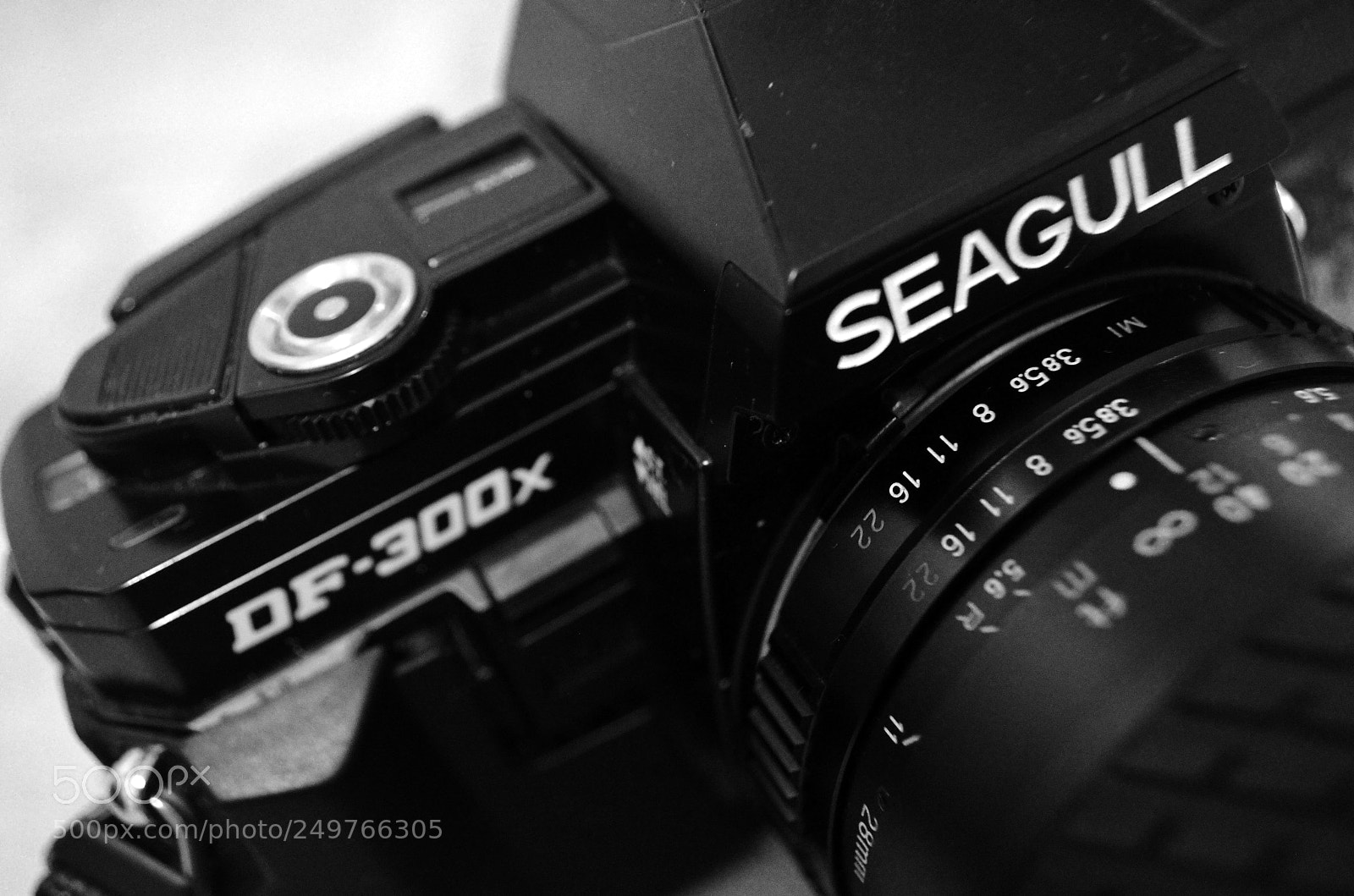 Nikon D5100 sample photo. Being seagull photography