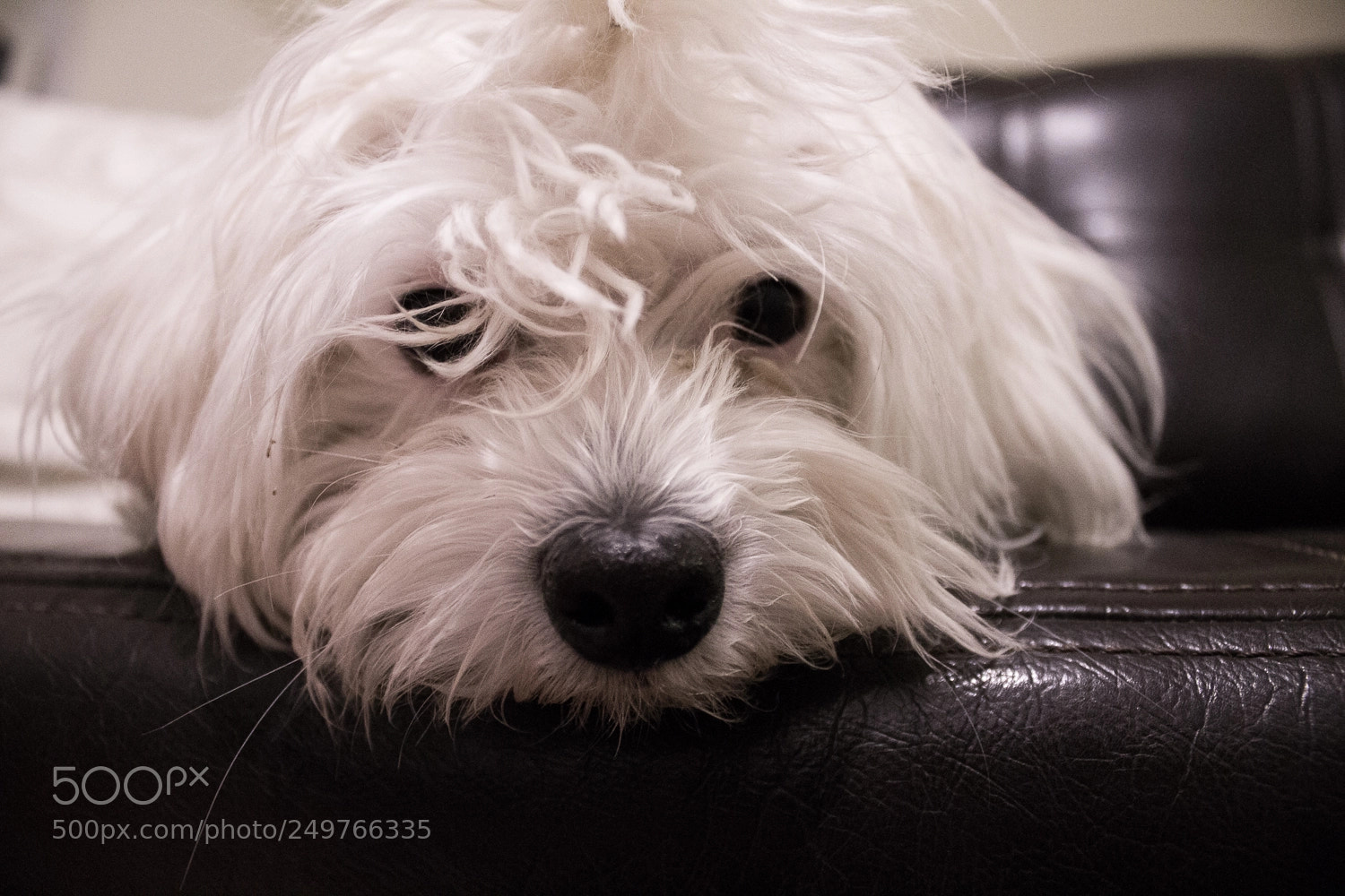 Canon EOS 1100D (EOS Rebel T3 / EOS Kiss X50) sample photo. Ringo photography