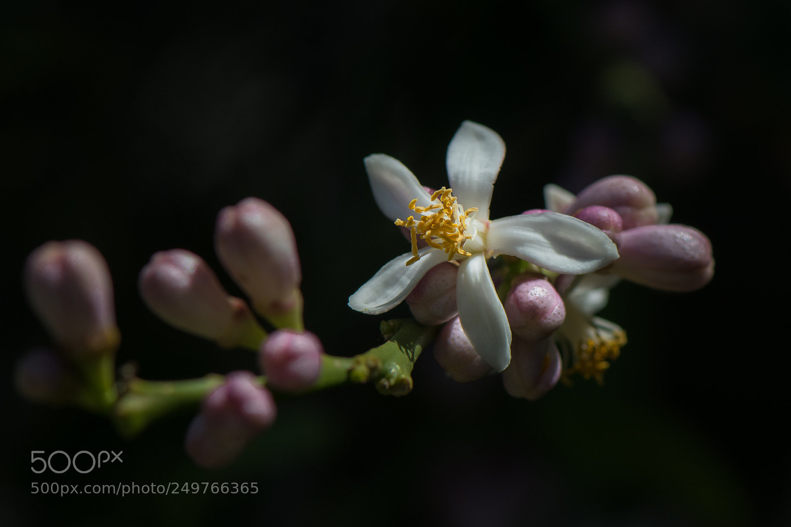 Nikon D500 sample photo. Lemon tree photography