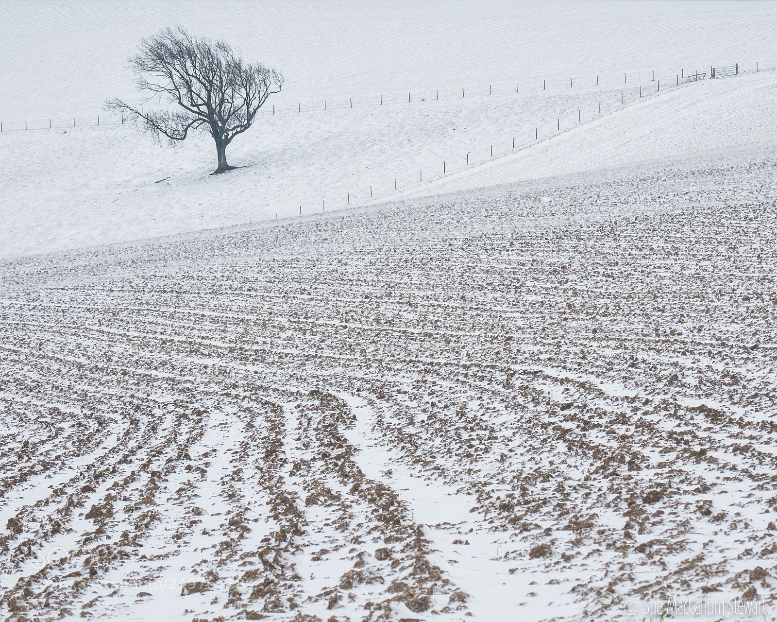Olympus OM-D E-M1 Mark II sample photo. Lone tree photography