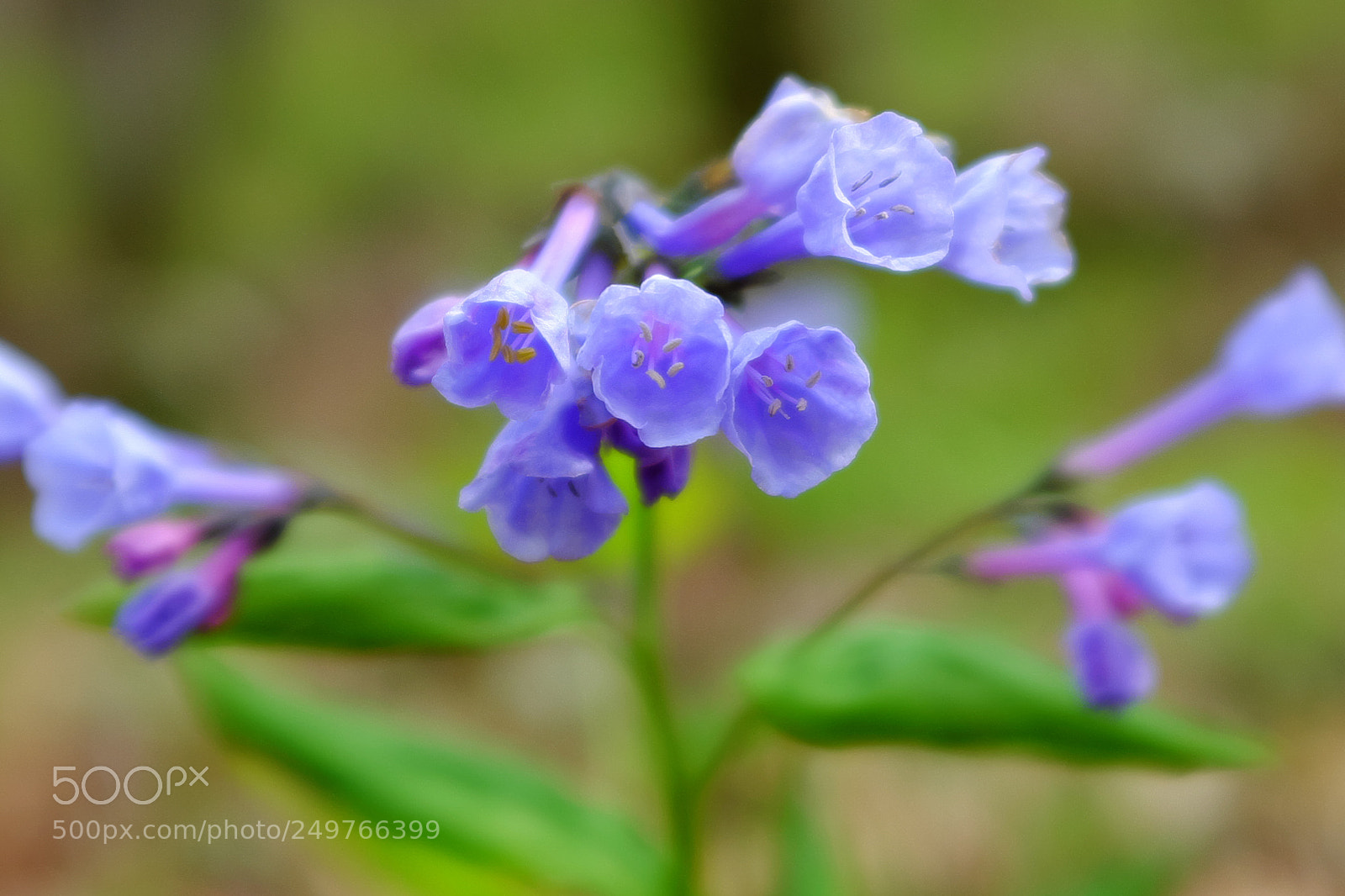 Fujifilm X100S sample photo. Virginia bluebells photography