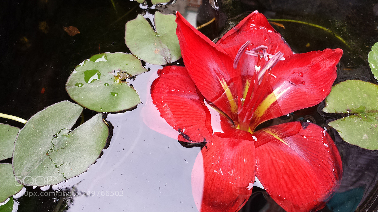 Samsung Galaxy S4 sample photo. Untitled photography