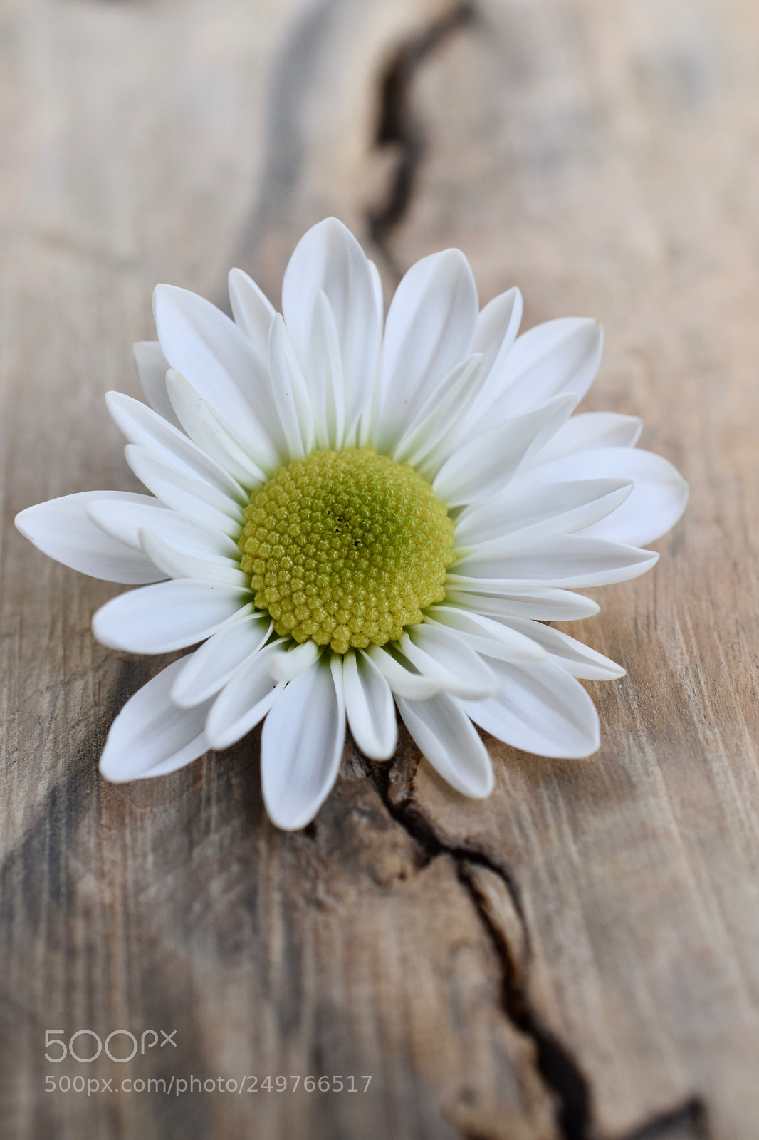 Nikon D5600 sample photo. * photography