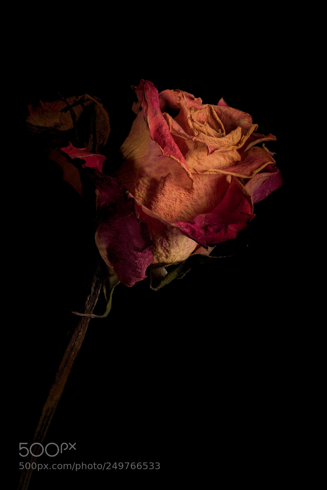 Nikon D810 sample photo. Rose photography