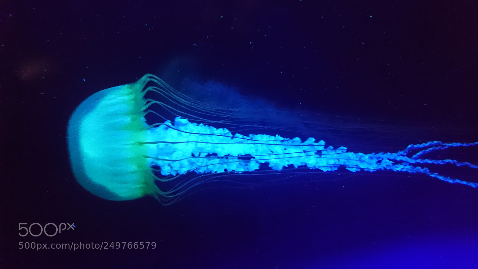 Sony Xperia XZ sample photo. Glow by jellyfish photography