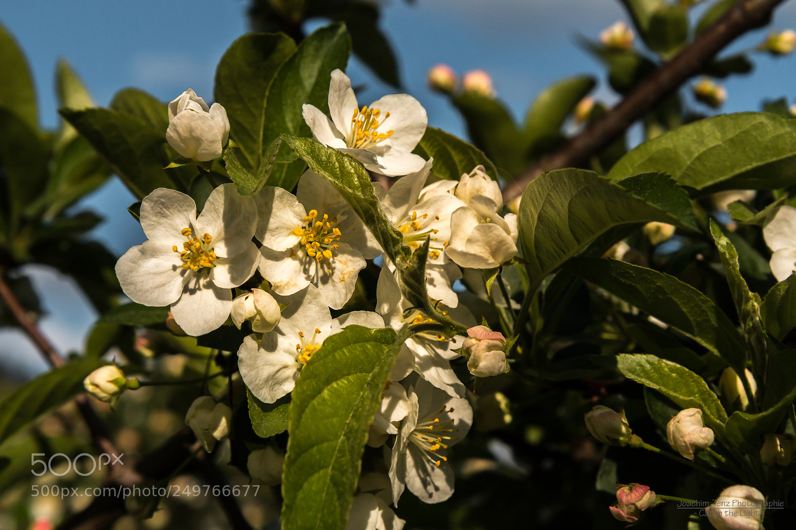 Canon EOS 70D sample photo. Apple blossom photography