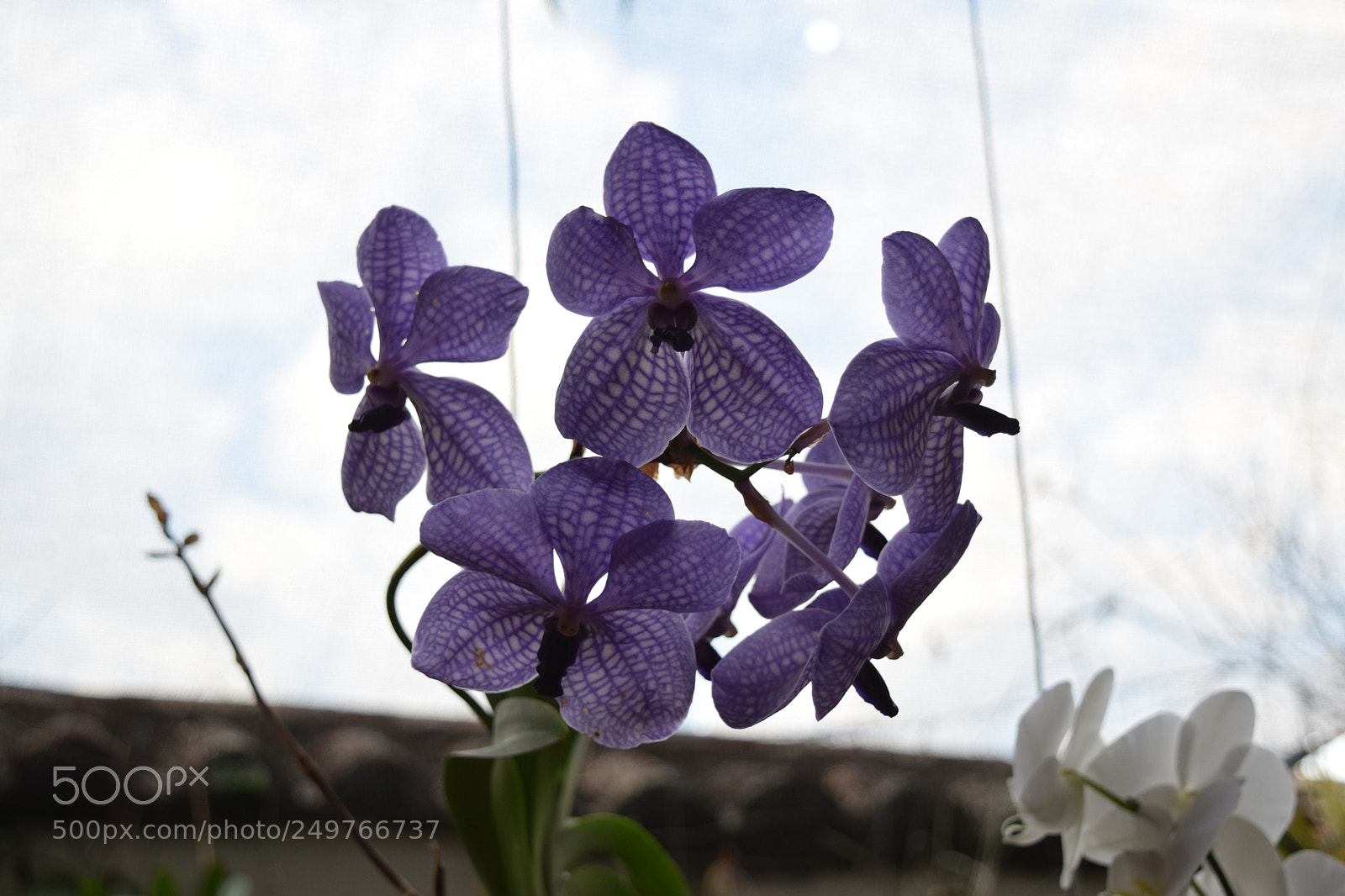 Nikon D5300 sample photo. Orquideas photography