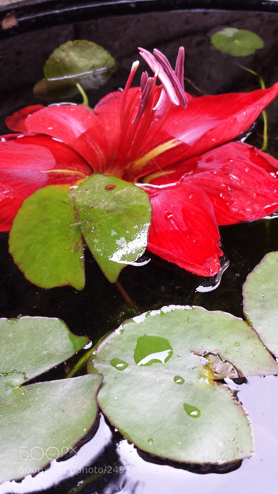 Samsung Galaxy S4 sample photo. Untitled photography