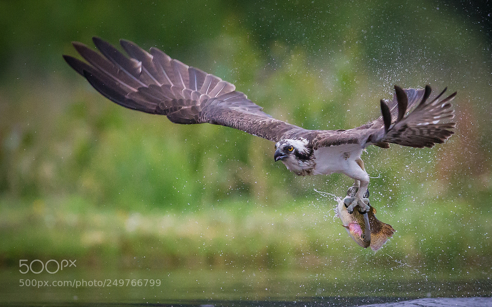 Canon EOS-1D X sample photo. Osprey morning catch photography