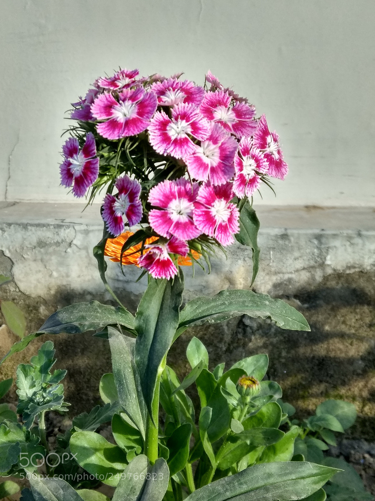 Xiaomi Redmi Note 4 sample photo. Untitled photography