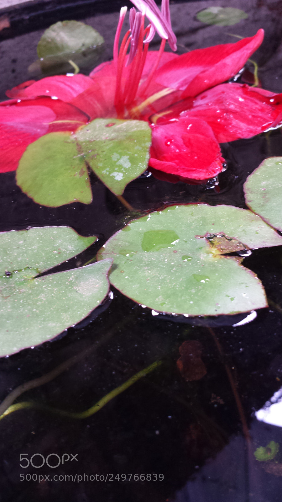Samsung Galaxy S4 sample photo. Untitled photography